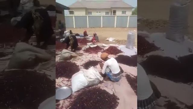 Cleaning Process (Dried Hibiscus Flowers) смотреть онлайн