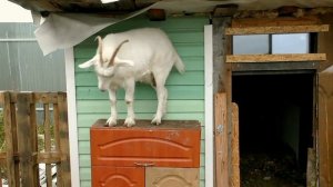 Понять козу Ӏ Всё, что мы не знали про Коз Ӏ Неочевидные малоизвестные факты