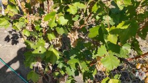 Виноград Кристалл. Урожай и особенности технического сорта