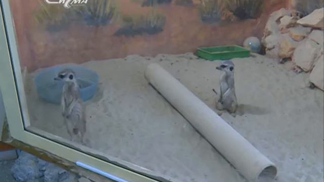 Все как у людей. смотреть онлайн