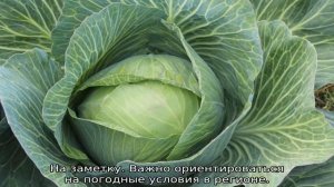 Благоприятные дни для посадки капусты в мае