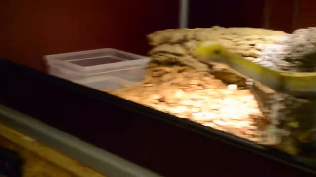 Super Dwarf reticulated Python 'Purple Albinos' смотреть онлайн
