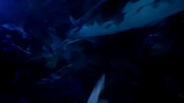 Aquaria KLCC: World Largest Walkthrough Aquarium Adventure смотреть онлайн
