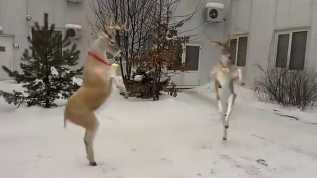 Новогодние танцы оленей смотреть онлайн
