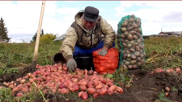 В Сибири будет голод зимой нет картофеля очень дорогое мясо смотреть онлайн