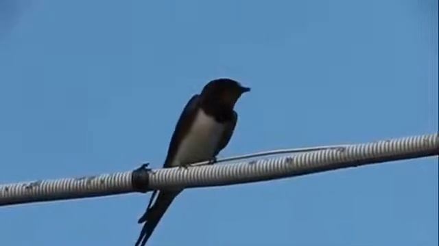 МАТЬ.... ИНГА ХОСРОЕВА . ВЕДЬМИНА ИЗБА ? смотреть онлайн