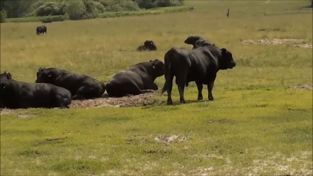 Правда о МИРАТОРГЕ от очевидца смотреть онлайн