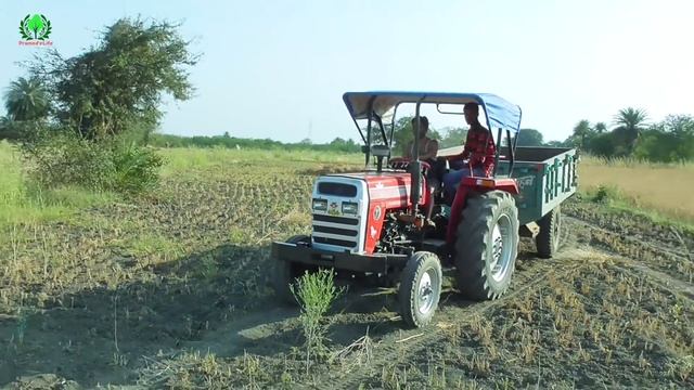 Hind 999 Harver cutting wheat crop | Eicher 485 Tractor | Massey Ferguson 241 Tractor смотреть онлайн