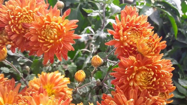 Хризантема Клеопатра смотреть онлайн