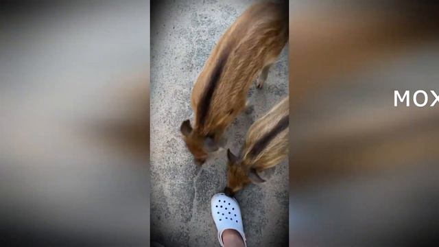Когда живёшь в лесу, не понятно, кто на самом деле хозяин... смотреть онлайн