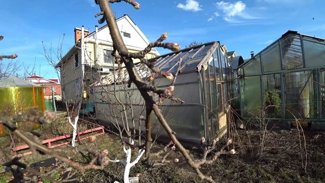 Борьба с пыреем в парнике