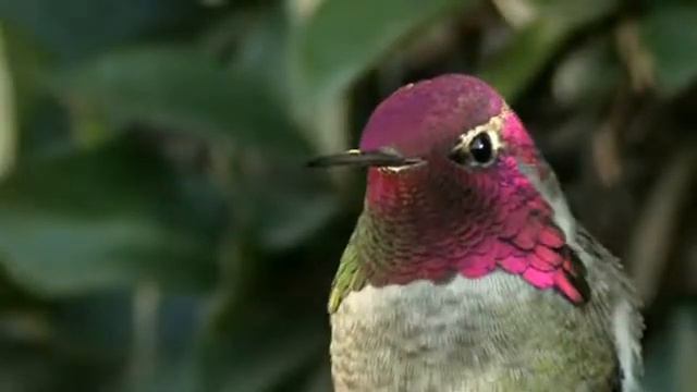 Хамелеон из мира птиц