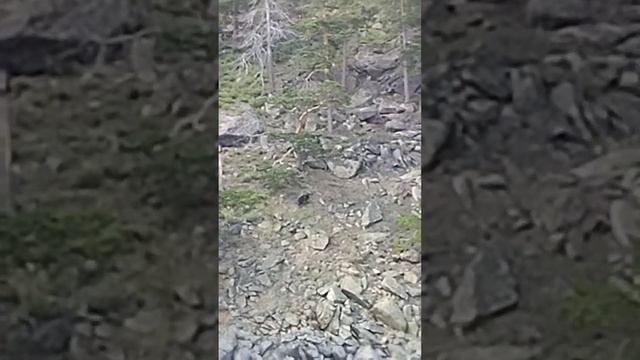 МЕДВЕДЬ НА БАЙКАЛЕ/МЕДВЕДЬ смотреть онлайн