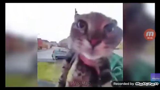 бэст мэшап фор зис кэт смотреть онлайн