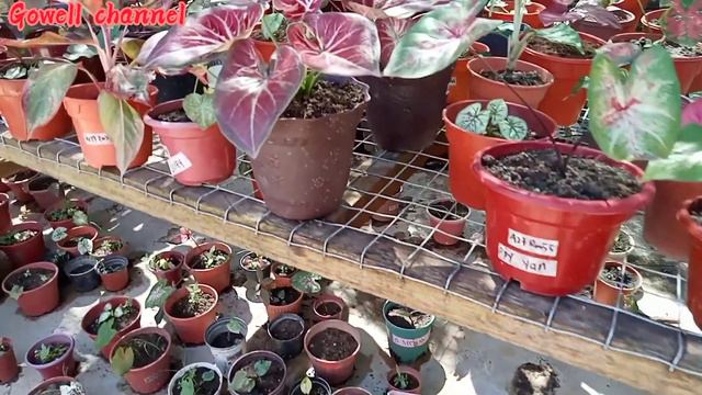 Caladium thai hybrid||keladi thai hybrid смотреть онлайн