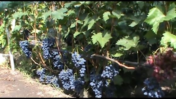 Виноград Антрацит (Чарли) - ранний и стабильный (Grape breeding Pavlovsky Anthracite)