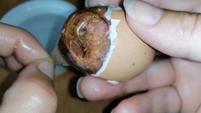 Спасение цыпленка из раздавленного яйца. 21 день инкубации. смотреть онлайн