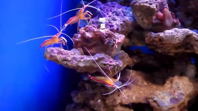 Москвариум на ВДНХ - рачки, креветки / shrimp at Mosquarium смотреть онлайн