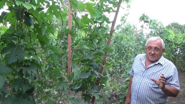 Как ускорить вызревание лозы прививок? смотреть онлайн