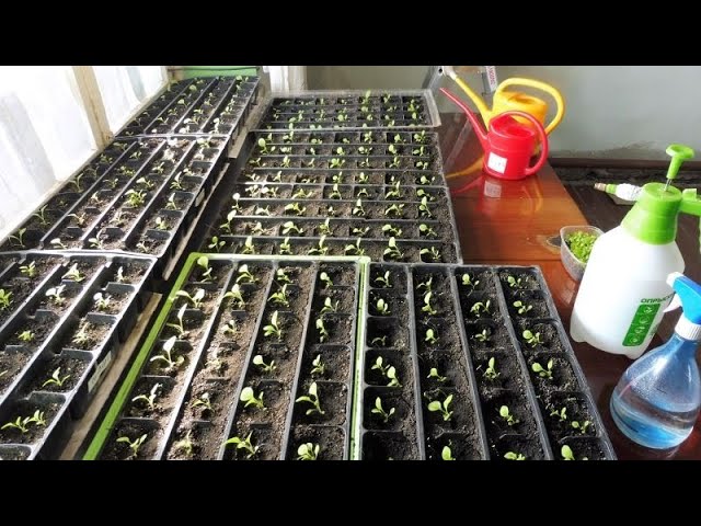 Рассада Табака 1 неделя после пикировки. смотреть онлайн