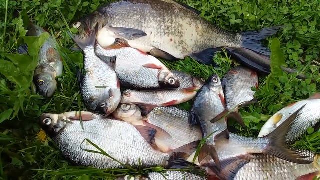 МУЖ ВЕРНУЛСЯ С РЫБАЛКИ / РЕЧНАЯ РЫБА / Одна рыбешка весом почти 2 кг ! смотреть онлайн