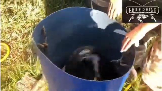 24 июня 2019 г. Зарыбление крупным карпом. Аксено-Бутырки ProFishing смотреть онлайн