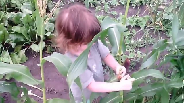 КУШАЕМ СЫРУЮ КУКУРУЗУ И ЗЕЛЕНЫЙ ОГУРЕЦ смотреть онлайн