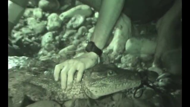 Мексика: ночная охота на крокодилов. Cocodrilas en Mexico смотреть онлайн