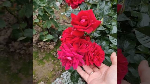 Isla rose смотреть онлайн