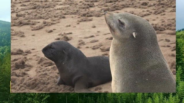 Names and Sounds of Carnivorous Animals Learn Carnivorous Animals in the forest | lion, tiger, hyen смотреть онлайн