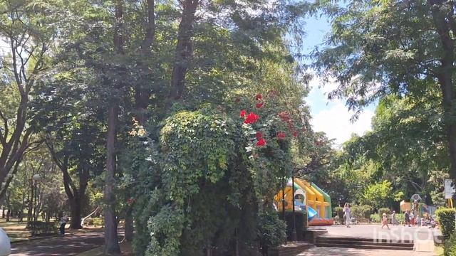 29 июня.Красота вокруг.В летнем парке ?????☘️?