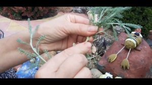 Черенкование сантолины.