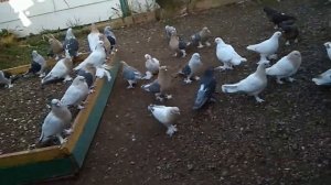 Турецкая бойные голуби такла ?️