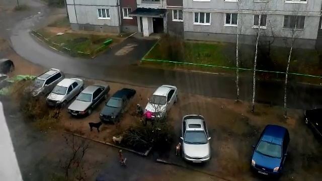 Стая собак держит в страхе весь двор смотреть онлайн