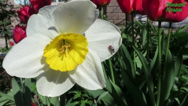 Цветут тюльпаны в саду смотреть онлайн