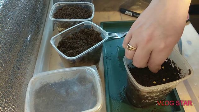 🌶️Посев 🌶️перцев🌶️2020🌶️ смотреть онлайн