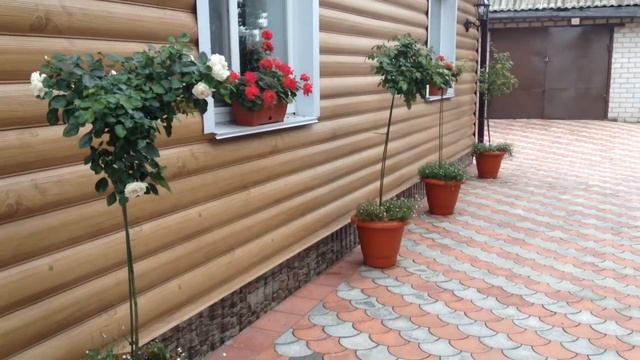 Герань и другие однолетники-украшение террасы смотреть онлайн
