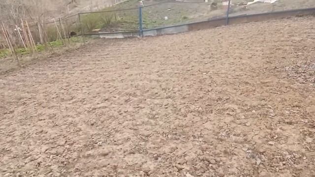 Вокруг дома похожу, всю землицу покажу.И пальто я довяжу, как вязала--расскажу. смотреть онлайн