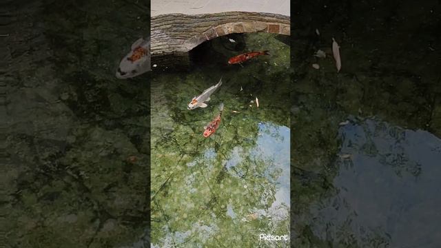 Старый парк.Японские карпы.Кабардинка.