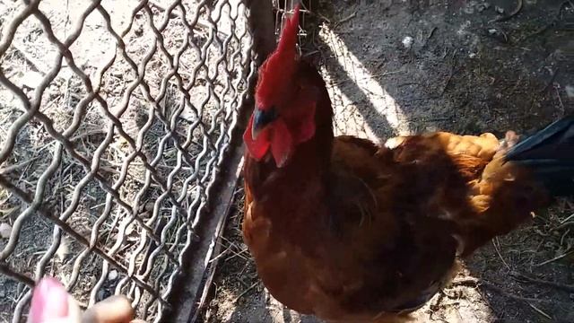 НАШИ ПЕТУШКИ ФОКСИ ЧИК , 94 ДНЯ . смотреть онлайн