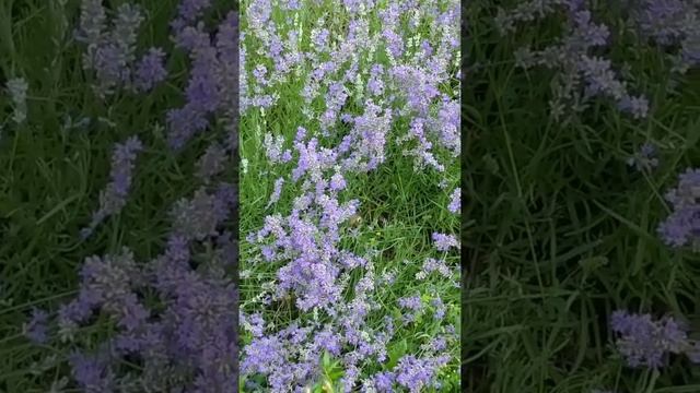 Большехоботник звёздчатый или языкан опыляет лаванду. смотреть онлайн