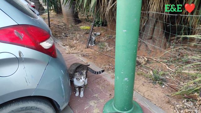 Милые уличные котята 🐱 Часть 2 (ссылка на первую часть в описании к видео) смотреть онлайн