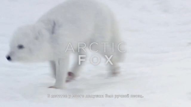 3в1 ХАЛЯВА от Epic Games // Guild Of Dungeoneering // Never Alone // KID A MNESIA EXHIBITION