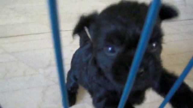 Affenpinscher-puppy смотреть онлайн