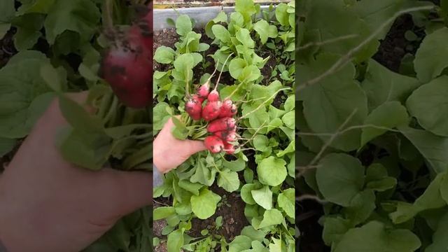 Французский завтрак. Первый урожай. смотреть онлайн