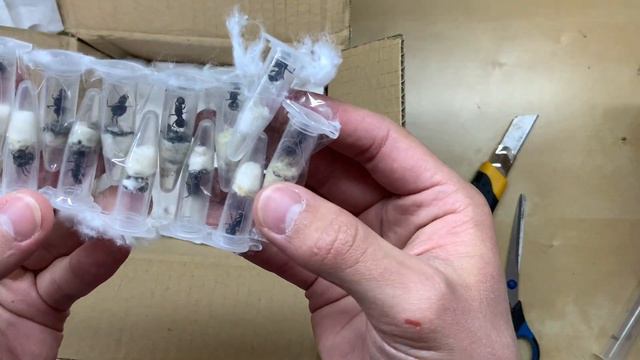 РАСПАКОВКА БОЛЬШОЙ ПОСЫЛКИ С МУРАВЬЯМИ ИЗ ИСПАНИИ! \\ Димон и пумба смотреть онлайн