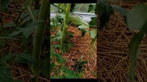 Пасынкование томатов