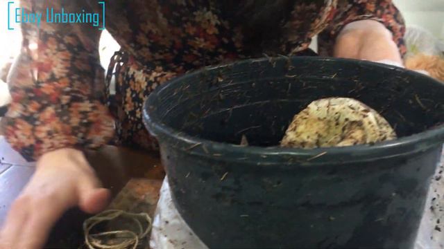 Etsy and Ebay Plants Unboxing | SabinaByNature смотреть онлайн