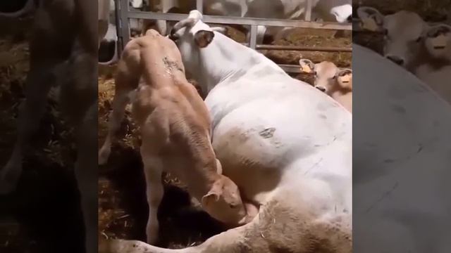 Телёнок Качек💪 смотреть онлайн