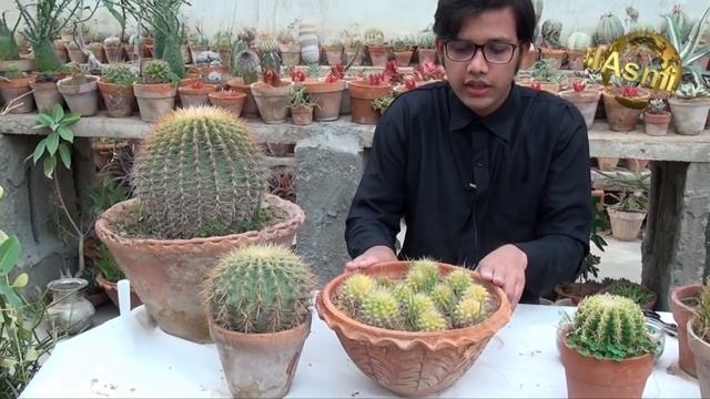 How to grow Echinocactus grussonii (Cactus Garden) смотреть онлайн